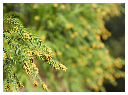 花粉症の症状が出るメカニズム